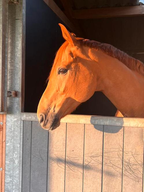 Lieve ruin 12j, Dieren en Toebehoren, Paarden, Ruin, M, 160 tot 165 cm, 11 jaar of ouder, Recreatiepaard, Met stamboom