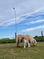 Shetlander pony  merrie en hengstje, Dieren en Toebehoren, Meerdere dieren, Gechipt