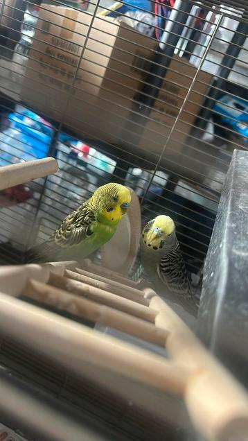 2 vogels + een kooi, ze zijn allebij parkieten. beschikbaar voor biedingen