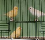 Kanaries, Dieren en Toebehoren, Vogels | Kanaries