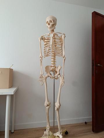 Anatomie > Squelette > Taille réelle, Enlèvement, Comme neuf