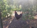 Haan (Barnevelder), Dieren en Toebehoren, Pluimvee, Mannelijk, Kip