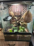 Terrarium +daggecko& wimpergecko, Dieren en Toebehoren, Ophalen, Zo goed als nieuw, Terrarium of Paludarium