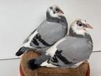 Kittel Van den Bulck x inteelt Kittel en olympic Rosita, Animaux & Accessoires, Oiseaux | Pigeons