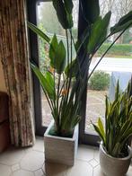 Strelitzia plant, Huis en Inrichting, Kamerplanten, Ophalen, Overige soorten, In pot, Bloeiende kamerplant