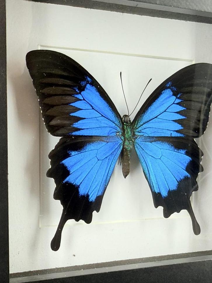 Ulysses vlinder in lijst - Wildernis Atelier, Verzamelen, Dierenverzamelingen