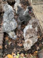 Jonge hanen (4-tal) USA zijdehoenders - GRATIS