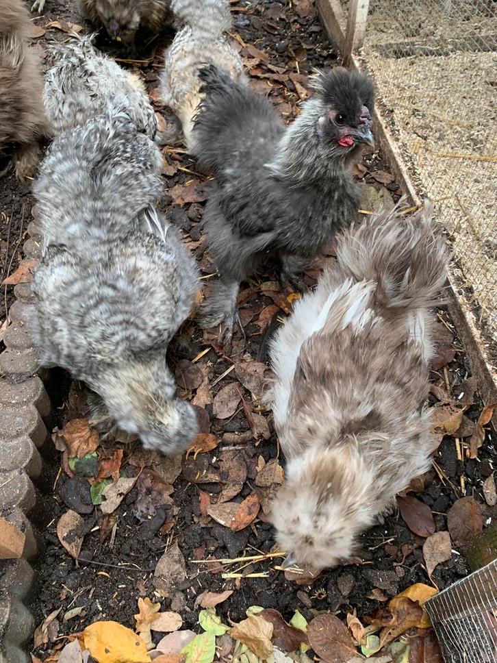 Jonge hanen (4-tal) USA zijdehoenders - GRATIS, Animaux & Accessoires, Volatiles