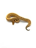 0.1 pin dg gravel het clown - Python regius, Dieren en Toebehoren, Reptielen en Amfibieën