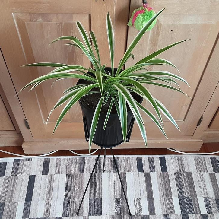 Mooie grote kamerplant Chlorophitum Comosum/ Graslelie, Huis en Inrichting, Kamerplanten, In pot, Ophalen of Verzenden