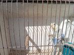 koppel grasparkieten (3), Dieren en Toebehoren, Parkiet