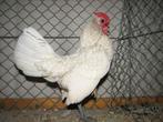 sebright kippen, Dieren en Toebehoren, Pluimvee