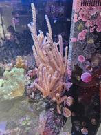 Antillogorgia acerosa stekken