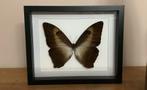 Grote “sunset” morpho vlinder in 3D kader, Comme neuf, Enlèvement ou Envoi