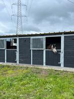 pensionstalling, weide, stal, Dieren en Toebehoren, Weidegang, 4 paarden of pony's of meer