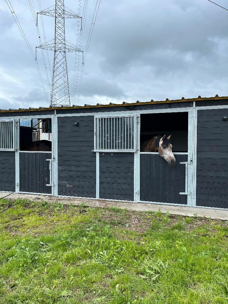 pensionstalling, weide, stal, Dieren en Toebehoren, Stalling en Weidegang, Stalling, Weidegang, 4 paarden of pony's of meer