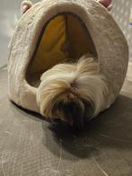 cavia peruvian, Dieren en Toebehoren, Knaagdieren, Vrouwelijk, Cavia