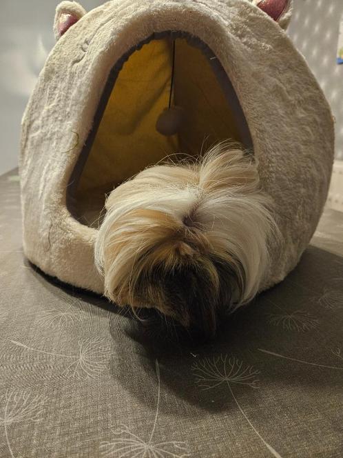 cavia peruvian, Dieren en Toebehoren, Knaagdieren, Vrouwelijk, Cavia