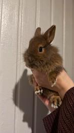 Kleurdwerg konijnen, Dieren en Toebehoren, Konijnen, Geslacht onbekend, Middelgroot, 0 tot 2 jaar