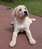 Prachtige blonde labrador pup, Dieren en Toebehoren, België, CDV (hondenziekte), 8 tot 15 weken, Labrador retriever
