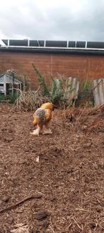 Brahma hanen   broed 02/2025, Dieren en Toebehoren, Pluimvee, Mannelijk, Kip