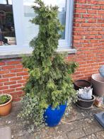 Blauwe pot met boompje, Ophalen