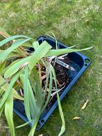 Gratis zomerbollen allerlei, dahlia, gladiolen, enz, Tuin en Terras, Ophalen