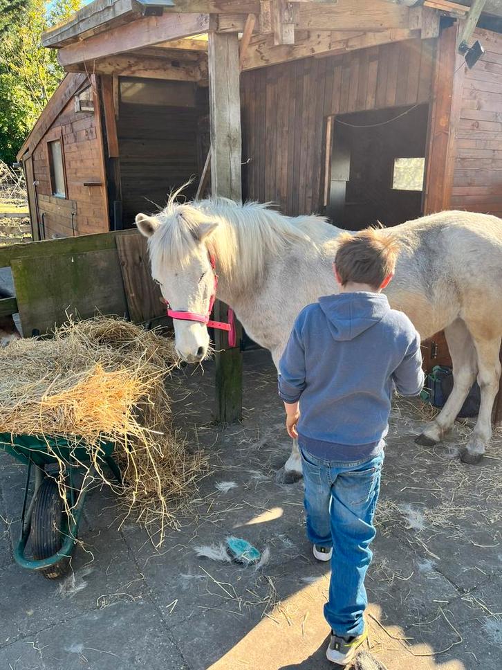 Super lieve kinderpony, Dieren en Toebehoren, Pony's, Merrie, B, C pony (1.27m tot 1.37m), Recreatiepony, 11 jaar of ouder, Gechipt