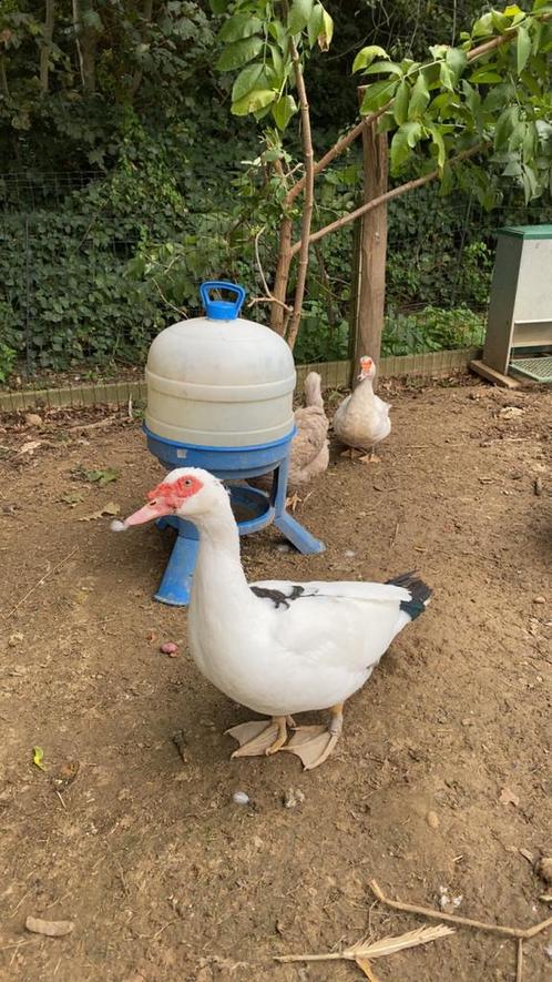 Barberie/Canards musqués, Animaux & Accessoires, Volatiles, Canard, Mâle