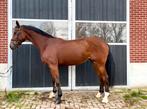 Fijne meewerkende merrie springpaard, Dieren en Toebehoren, Paarden, Merrie, Met stamboom, Springpaard, B