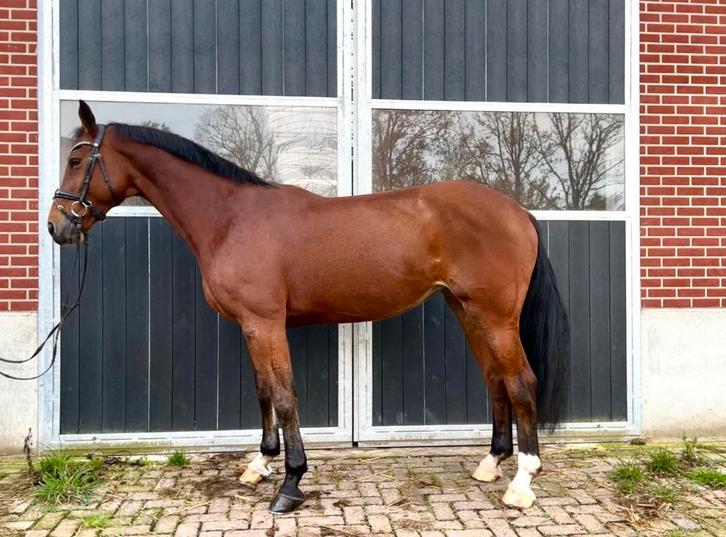 Fijne meewerkende merrie springpaard, Dieren en Toebehoren, Paarden, Merrie, B, 165 tot 170 cm, 7 tot 10 jaar, Springpaard, Met stamboom