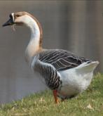 1 afrikaanse knobbel gans !!!(vrouw), Dieren en Toebehoren, Pluimvee