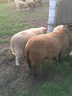 Schapen, Dieren en Toebehoren