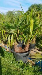 Palmiers Trachycarpus fortunei duo., Jardin & Terrasse, Enlèvement