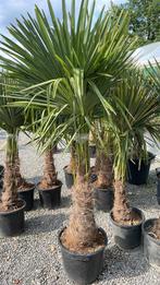 Palmbomen  winterhard, Tuin en Terras, Planten | Bomen, Ophalen of Verzenden