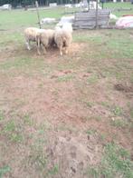Charollais ooi te koop, Dieren en Toebehoren, Vrouwelijk, Schaap, 0 tot 2 jaar