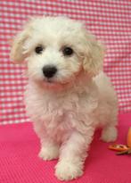 Superleuke Bichon Frisé pups!, 15 weken tot 1 jaar, Overige rassen, Buitenland, CDV (hondenziekte)