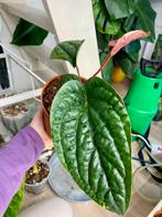 Anthurium radicans x luxurians, Ophalen of Verzenden