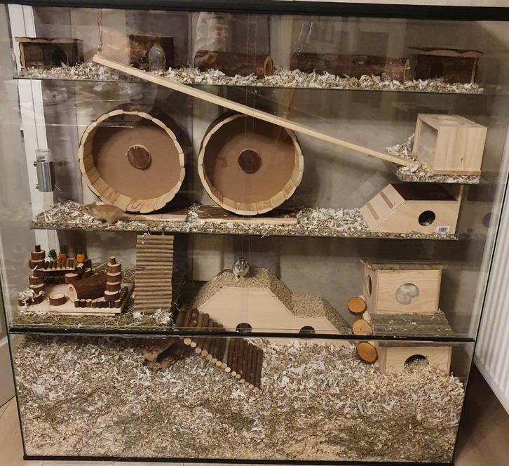 Chinchilla terrarium of grote degoe kooien kopen, Dieren en Toebehoren, Knaagdieren en Konijnen | Hokken en Kooien, Nieuw, Hok