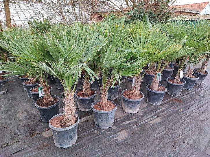 Winterharde palmbomen, Tuin en Terras, Planten | Bomen, Palmboom, 100 tot 250 cm, Volle zon, Lente, In pot, Ophalen