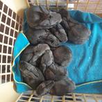 Dwerg konijnen, Dieren en Toebehoren, Konijnen, Meerdere dieren, Dwerg, 0 tot 2 jaar