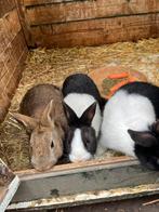 Jonge dwergkonijnen, Nain