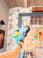 De papegaai van Meyer-matschiei, Dieren en Toebehoren, Mannelijk, Papegaai, Pratend