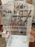 Vogelkooi, Ophalen, Gebruikt, Metaal, Vogelkooi