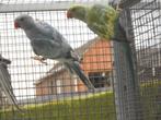 halsbandparkieten res bont 2025, Dieren en Toebehoren, Vogels | Parkieten en Papegaaien, Meerdere dieren, Parkiet, Geringd