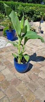 Canna Pretoria, Ophalen