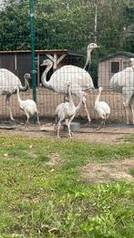 Laatste koppel nandoe kuikens, Dieren en Toebehoren, Meerdere dieren, Overige soorten