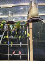 GRASPARKIETJES IN VERSCHILLENDE KLEUREN NU 15 EURO/KOPPEL, Animaux & Accessoires, Oiseaux | Perruches & Perroquets, Plusieurs animaux