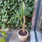 Kamerplanten, Huis en Inrichting, Kamerplanten, Ophalen, Yucca