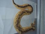 Pastel enchi clown vrouw, Dieren en Toebehoren, Slang, 3 tot 6 jaar